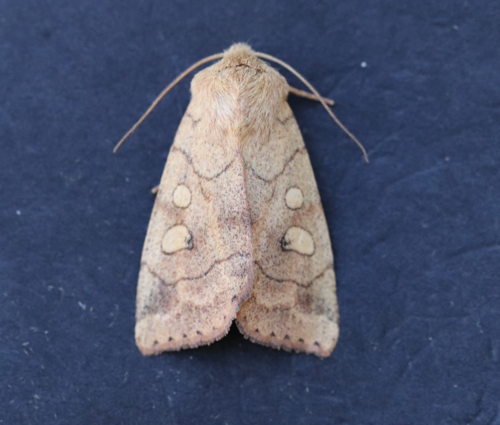 Smoked Sallow photo 4