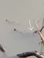 Graptemys ouachitensis