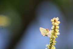 Cyanophrys miserabilis