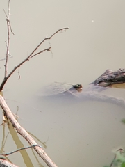 Graptemys ouachitensis