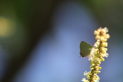 Cyanophrys miserabilis