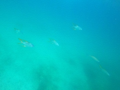 Trachinotus rhodopus