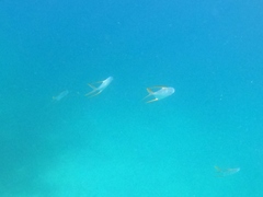 Trachinotus rhodopus
