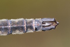 Somatochlora brevicincta