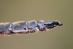 Somatochlora brevicincta