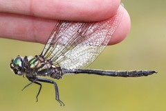 Somatochlora brevicincta