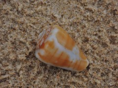 Conus angasi