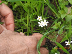 Leptosiphon androsaceus