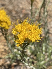 Tetradymia canescens
