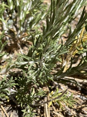 Tetradymia canescens