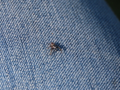 Metaphidippus manni