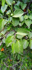 Cissus tiliacea