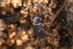 Gelastocoris oculatus