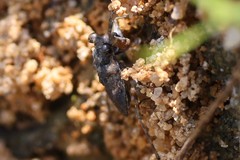 Gelastocoris oculatus