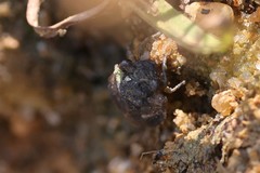 Gelastocoris oculatus