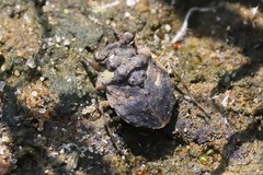 Gelastocoris oculatus