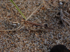 Epacromius japonicus