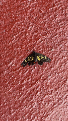 Catasticta teutila