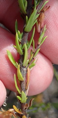 Prismatocarpus schlechteri