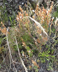 Prismatocarpus schlechteri
