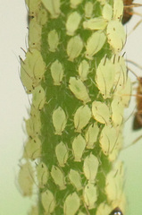 Aphis coreopsidis