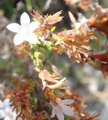 Prismatocarpus schlechteri