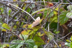 Cercyonis pegala boopis