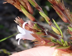 Prismatocarpus schlechteri