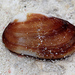 Barbatia amygdalumtostum - Photo (c) Pete Woodall, algunos derechos reservados (CC BY-NC), subido por Pete Woodall