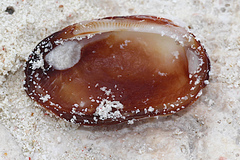 Barbatia amygdalumtostum