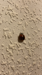 Harmonia axyridis
