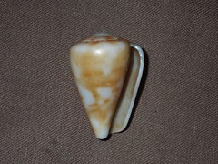Conus angasi