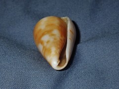 Conus angasi
