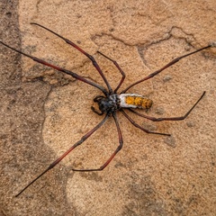Trichonephila inaurata madagascariensis