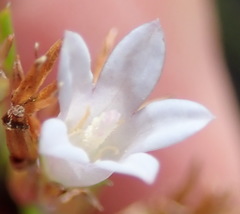 Prismatocarpus schlechteri