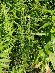 Erysimum hieraciifolium