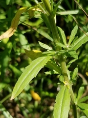 Erysimum hieraciifolium