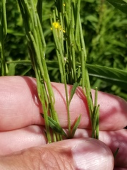 Erysimum hieraciifolium