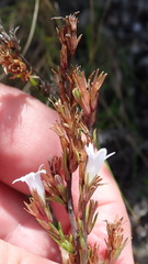 Prismatocarpus schlechteri