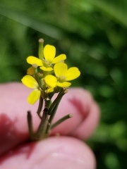 Erysimum hieraciifolium