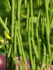 Erysimum hieraciifolium