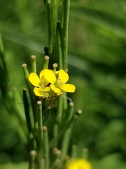 Erysimum hieraciifolium