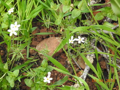 Leptosiphon androsaceus