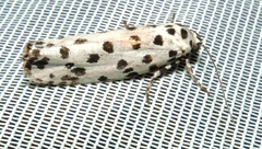 Ethmia clytodoxa