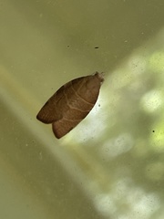 Pandemis cinnamomeana