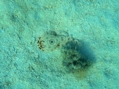 Diplobatis ommata
