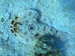 Diplobatis ommata