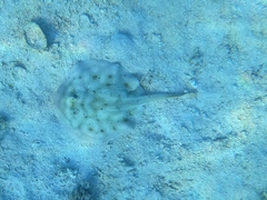 Urobatis maculatus
