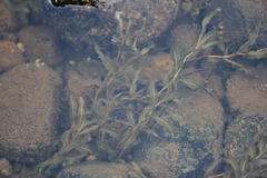 Potamogeton alpinus