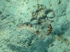 Diplobatis ommata